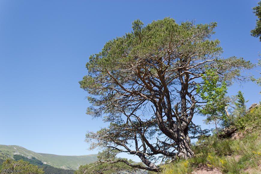 esparron-monges-080web.jpg - Résineux en bordure de sentier