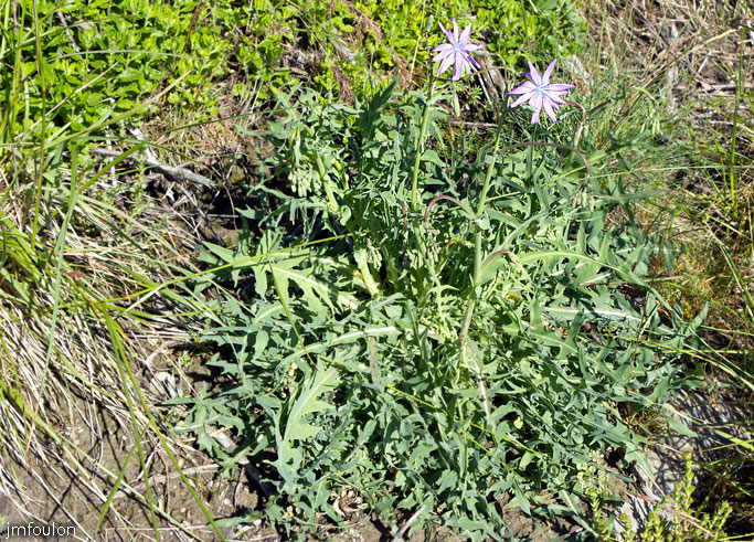 laitue-vivace-01web.jpg - Laitue vivace - Lactuca perennis - Famille des Asteraceae