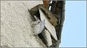 fort-queyras-122web