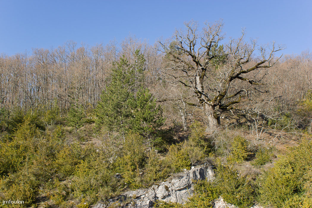gache-004.jpg - Chêne pubescent séculaire. On en trouve ici un certain nombre dont plusieurs morts suite à un incendie moitié XXe