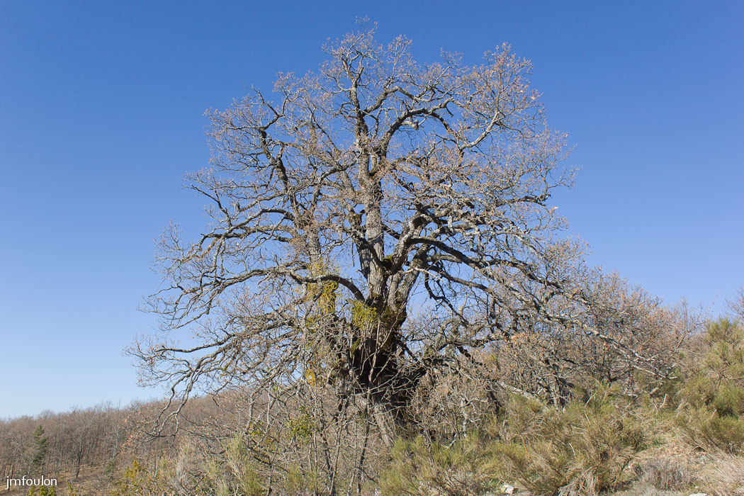gache-006.jpg - Un autre spécimen un peu plus haut