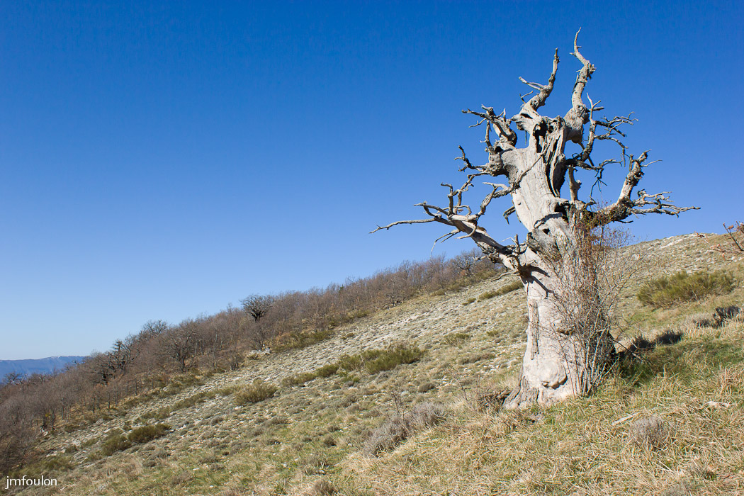 gache-011.jpg - Chêne pubescent mort près de la crête à l'adret