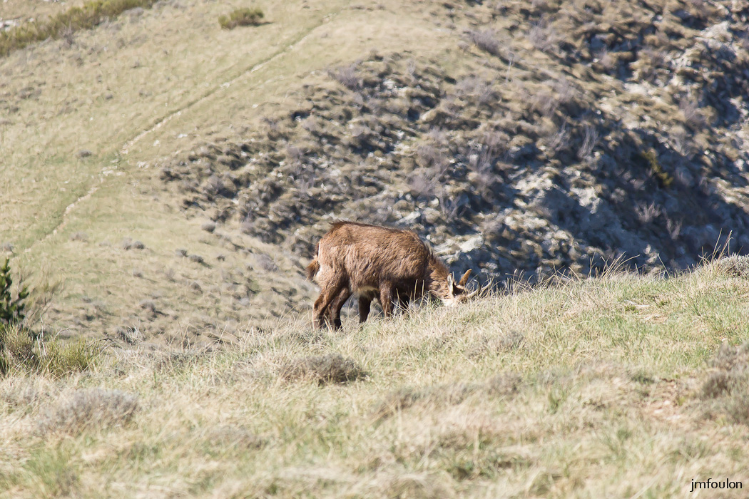 gache-019.jpg - Deux chamois broutent goulûment et ne nous ont pas encore repéré ! ...
