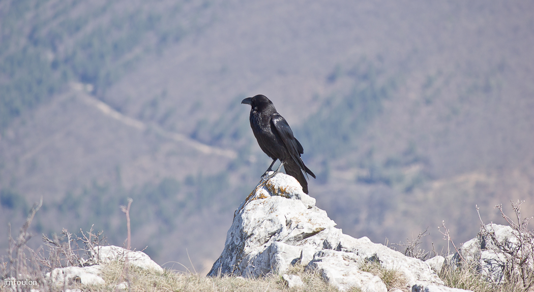 gache-030.jpg - Ici un grand corbeau. Pour vous donner une idée de sa taille, son bec mesure environ 8 cm. Il mesure environ 35 cm de haut. Ici pris au zoom