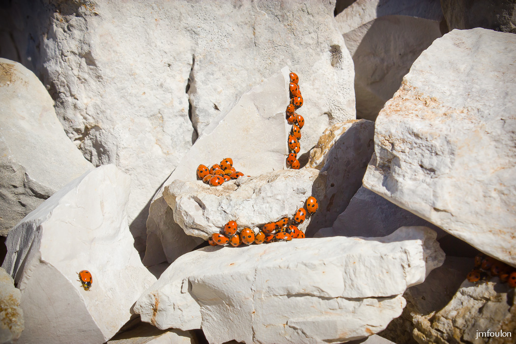 gache-047.jpg - Coccinelles en grand nombre sur le caïrn