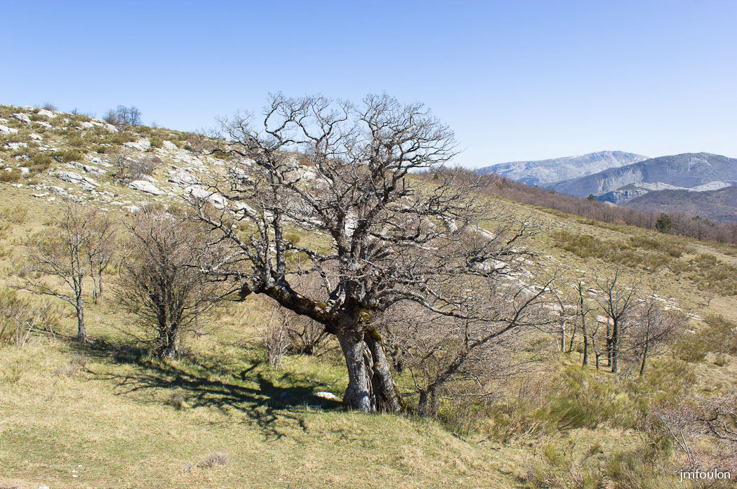 gache-054.jpg - Encore un magnifique chêne qui s'offre à notre regard émerveillé !