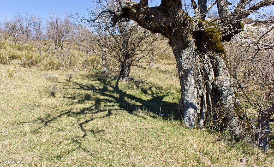 gache-055.jpg - Encore un magnifique chêne qui s'offre à notre regard émerveillé !