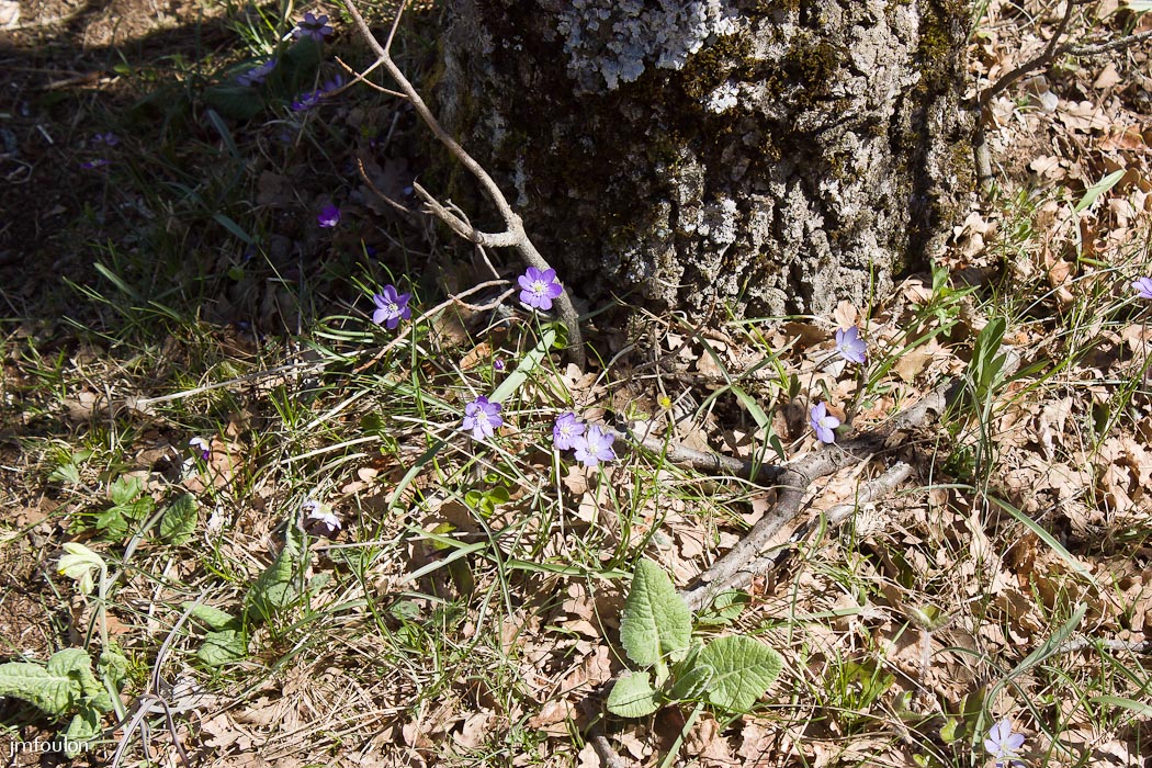 gache-068.jpg - Ici le printemps débute seulement. Quelques hépatiques et primevères pointent leur nez ! ...
