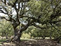 Plateau de Ganagobie  Yeuse séculaire, ces chênes recouvrent tout ce plateau calcaire