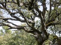 Plateau de Ganagobie  Yeuse séculaire