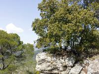 Plateau de Ganagobie  Vu sur la falaise en bordure de plateau