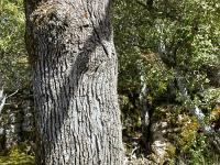 Plateau de Ganagobie  Tronc de chêne