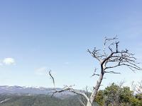 Plateau de Ganagobie  Arbre mort et vue sur Lure