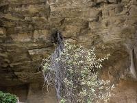 Plateau de Ganagobie  Un chêne vert à poussé à l'envers dans un faille de la baume