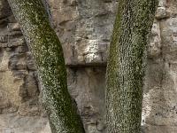 Plateau de Ganagobie  En bordure de falaise