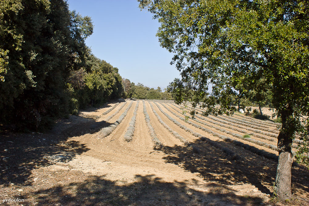ganagobie-001-2.jpg - Champ de lavande au Sud/Est du plateau