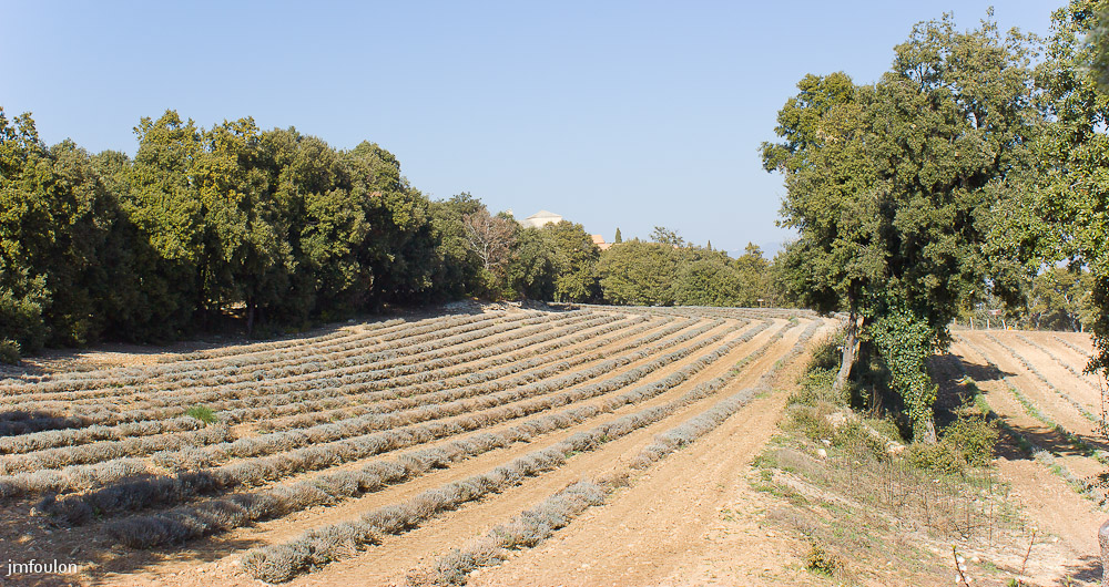 ganagobie-002-2.jpg - Champ de lavande au Sud/Est du plateau. Au loin, on aperçois le Monastère