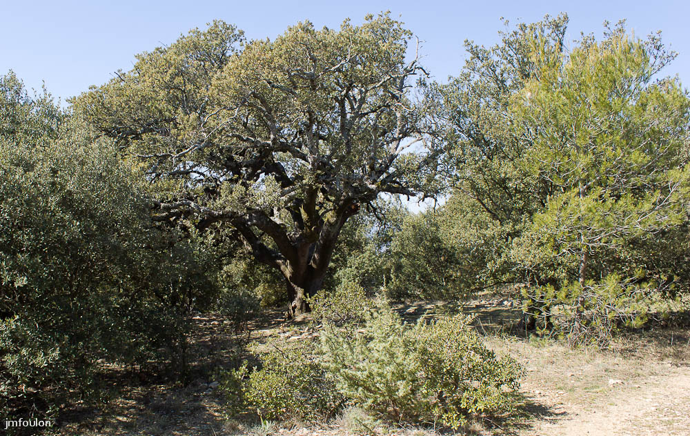 ganagobie-004-2.jpg - Chêne Yeuse séculaire à l'Ouest de plateau