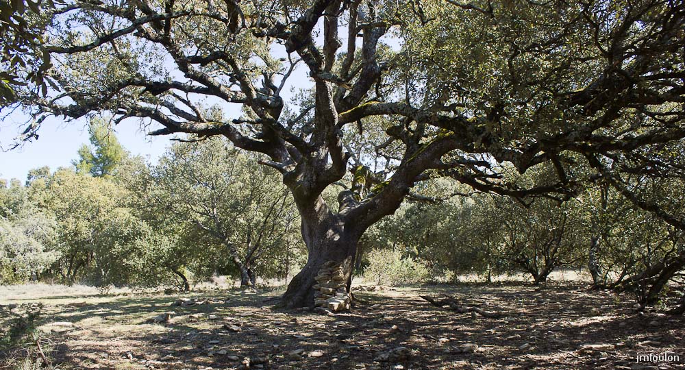 ganagobie-005-2.jpg - Chêne Yeuse séculaire à l'Ouest de plateau