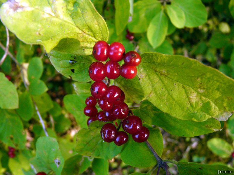 baies-rouges1.jpg