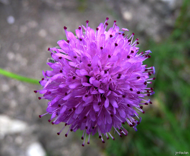 fleur-19web.jpg