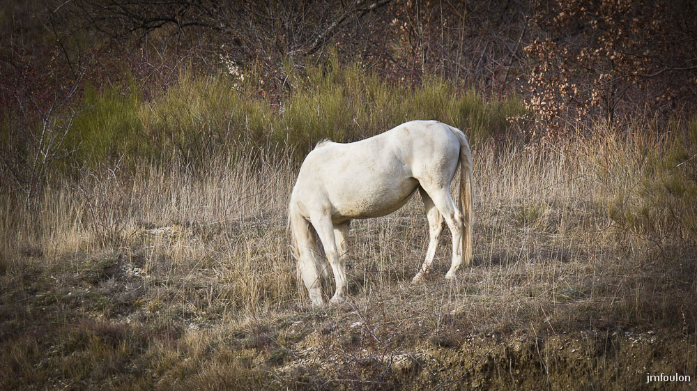 cheval-2-2.jpg - Sisteron - Les Houlettes. Cheval.