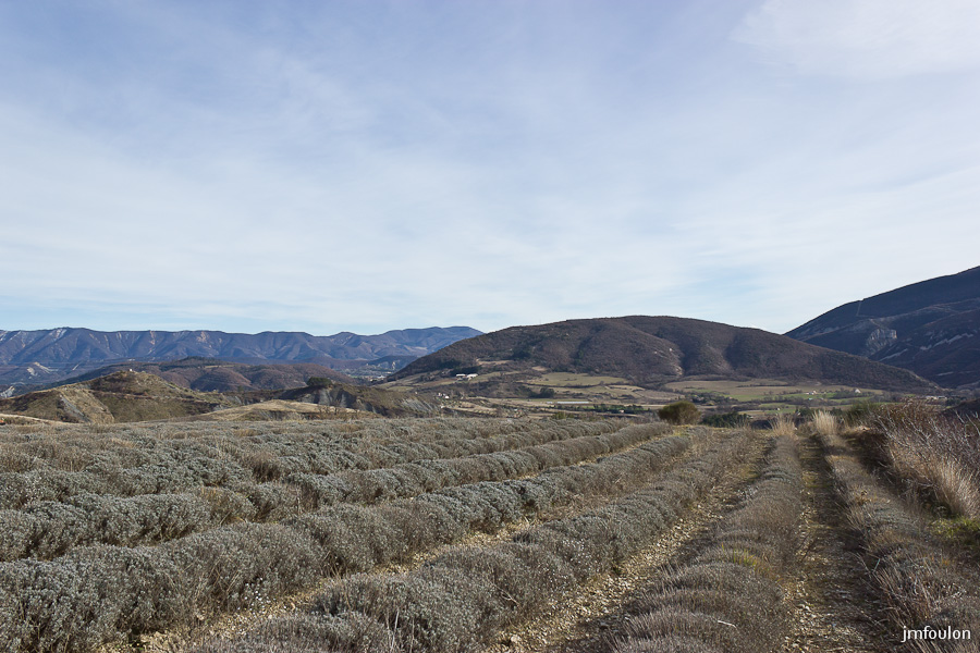houlette-pays-006-2.jpg - Champs de lavande vers Bois de Buche.
