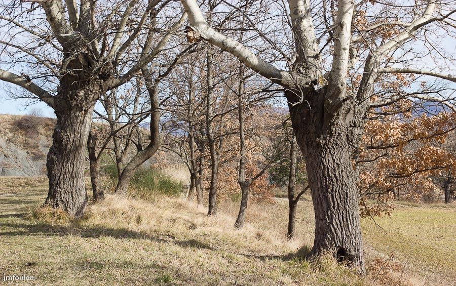 houlette-pays-008-2.jpg - Sisteron - Les Houlettes. Chênes dans un talus en bord de chemin.