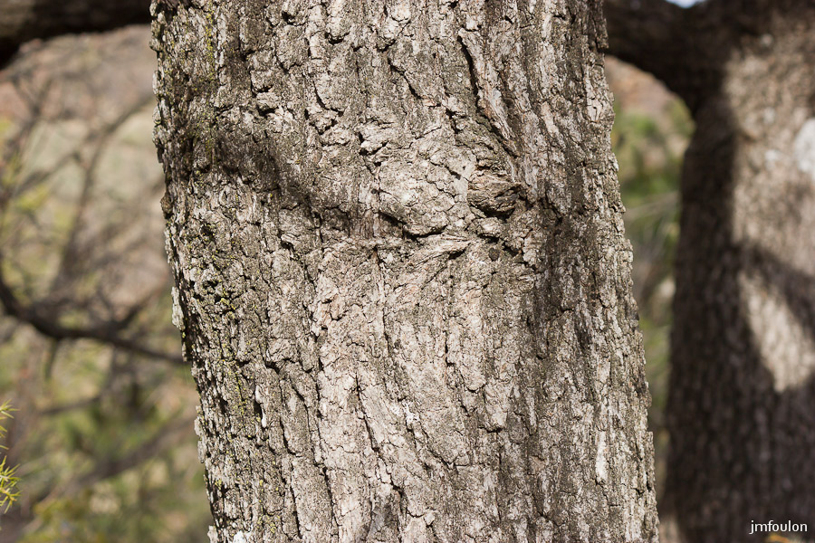 houlette-pays-010-2.jpg - Tronc de chêne.