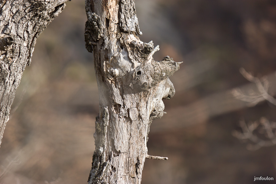 houlette-pays-012-2.jpg - Tête de chêne qui nous regarde ! ...