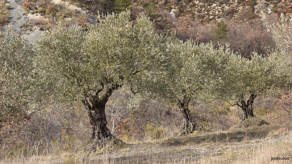 houlette-pays-022-2.jpg - Oliviers dans le bas des Houlettes