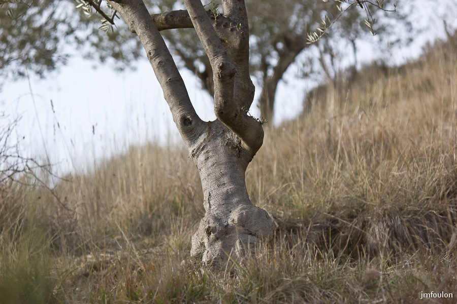 houlette-pays-023-2.jpg - Tronc d'olivier qui me regarde étonné ! ...