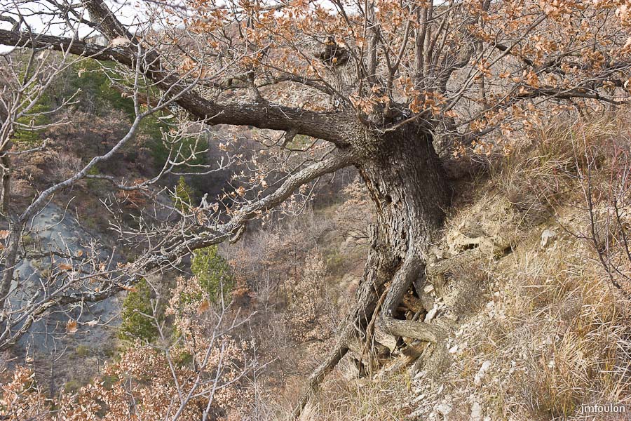 houlette-pays-025-2.jpg - Chêne bien enraciné à l'expression saisissante ! ...