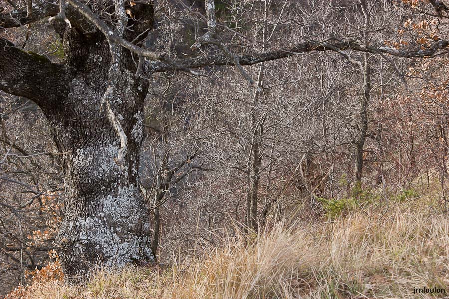 houlette-pays-026-2.jpg - Tronc de chêne séculaire aux Houlettes.