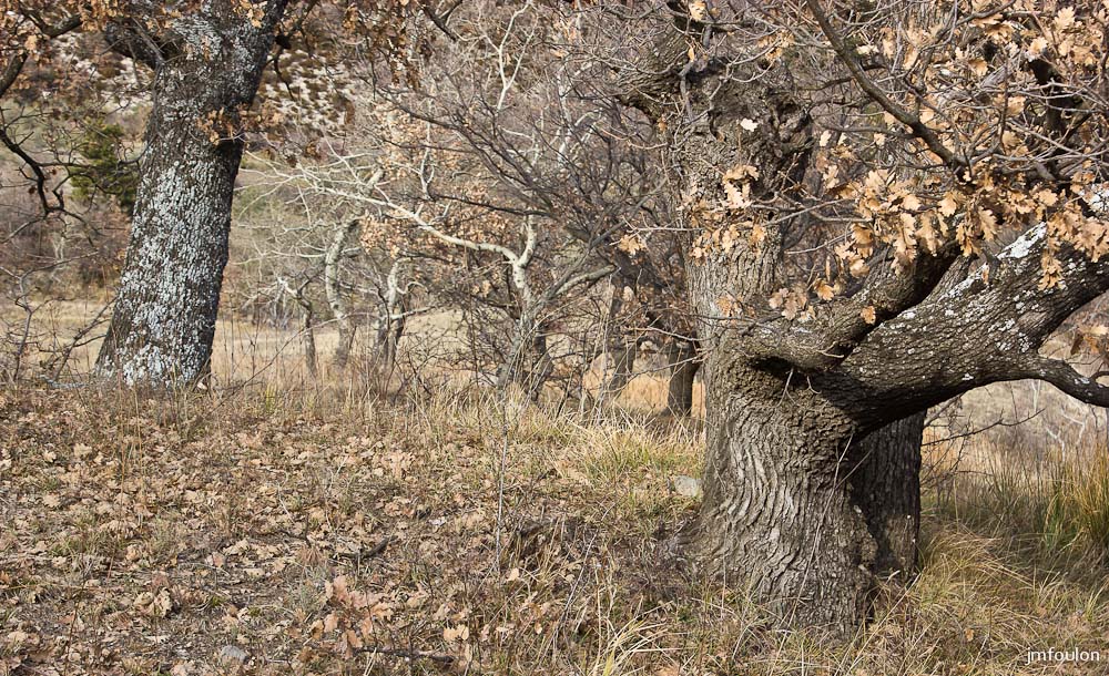 houlette-pays-027-2.jpg - Vieux chênes aux Houlettes.