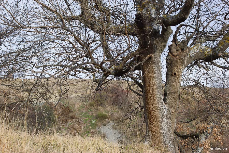 houlette-pays-031-2.jpg - Autre chêne aux Houlettes.