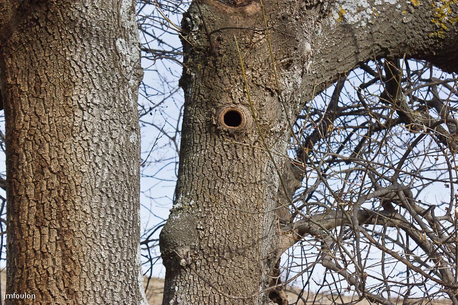 houlette-pays-032-2.jpg - Il a un regard sympatique ! ...