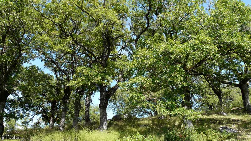 bastide-monges-30web.jpg - L'Hubac de Gache est ici couvert d'une vaste forêt composée en majorité de chênes blancs relativement âgés et est clairsemé de roches qui se sont détachées de Gache il y a des milliers d'années. Ce qui donne un petit air de "Forêt de Brocéliandre" à cet endroit