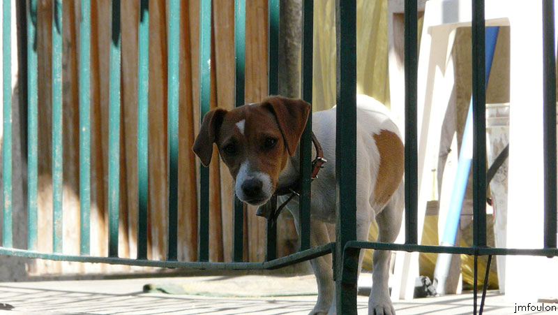 faucon-26web.jpg - Un petit coup de zoom et le voici qui apparaît le p'tit toutou ! ...