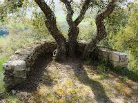 Lurs Notre Dame de Vie  La promenade des Evèques