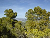 Lurs Notre Dame de Vie  Vue vers le Nord/Est. Entre les deux arbres, le village des Mées et la vallée de la Bléone