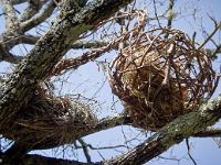 Lurs Notre Dame de Vie  Dans un chêne sur le chemin