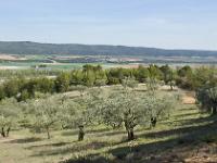 Lurs  Oliveraie au Nord du village