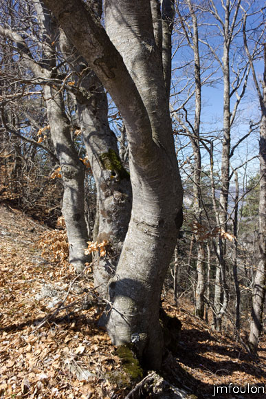 melve-croix-38.jpg - Nous voici sur la crête de la Montagne dont l'ubac ici, est une forêt de fayards (hêtres). Nous allons la longer sur environ 1,2 km