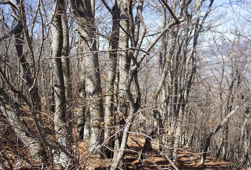 melve-croix-41.jpg - Fayards à l'ubac de la Montagne