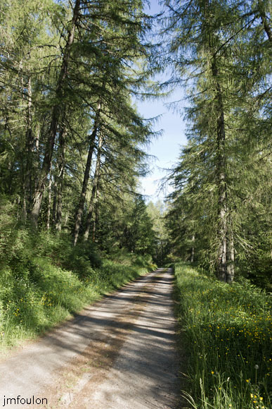 les_monges-003web.jpg - Une fois passé le lac on chemine sur une belle piste sous les mélèzes durant environ 1,6 km