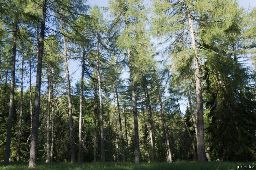 les_monges-005web.jpg - La forêt entre le Lac et la crête du Pradon. Magique !
