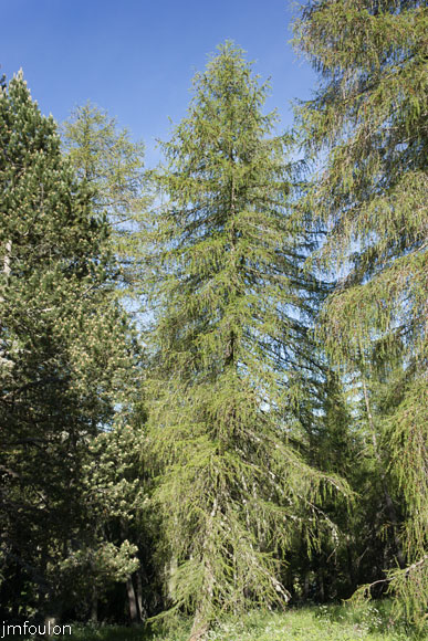 les_monges-009web.jpg - Mélèzes et épicéas