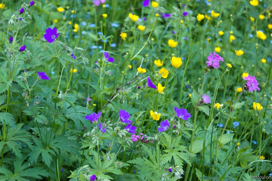 les_monges-014web.jpg - Celui-ci serpente entre des partaires de fleurs, géraniums, boutons d'or, myositis ... etc