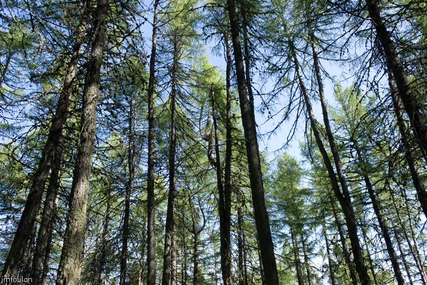 les_monges-016web.jpg - Le ciel au travers des arbres ...